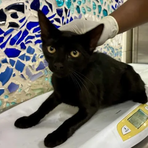 A baby small-sized female Domestic Short Hair cat named Rosalind for adoption in Pensacola, FL