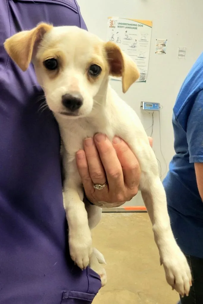 A baby small-sized female Terrier dog named Olive Oil for adoption in Lockhart, TX