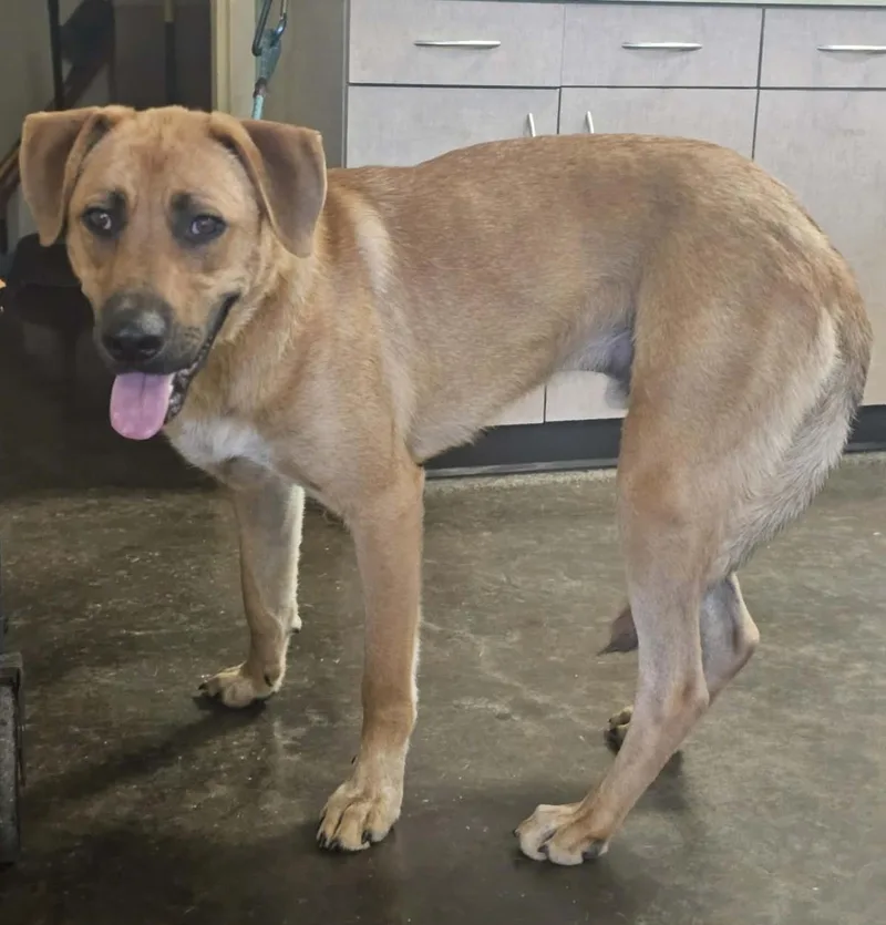 An adult large-sized male Shepherd dog named Found Stray: Tucker for adoption in Rockwall, TX
