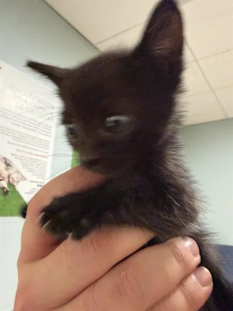 A baby small-sized male Domestic Short Hair cat named Tom for adoption in Miami, FL
