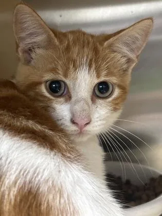A baby medium-sized female Domestic Short Hair cat named Marmalade for adoption in Picayune, MS