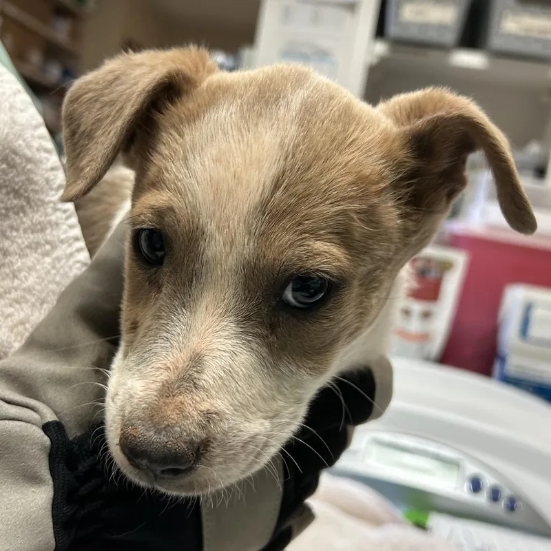 A baby small-sized female Yellow / Tan / Blond / Fawn Mixed Breed dog named Viper for adoption in Flagstaff, AZ
