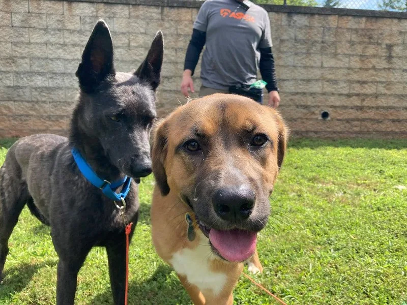 A young medium-sized female Mixed Breed dog named Eleanor for adoption in Weaverville, NC