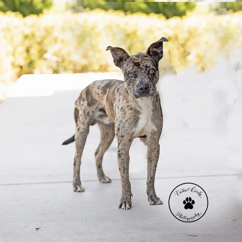 Blue Jay thumbnail 2