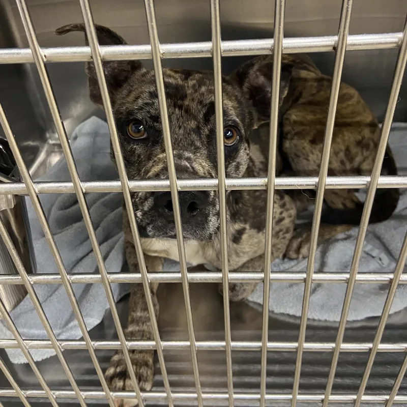 Blue Jay thumbnail 3