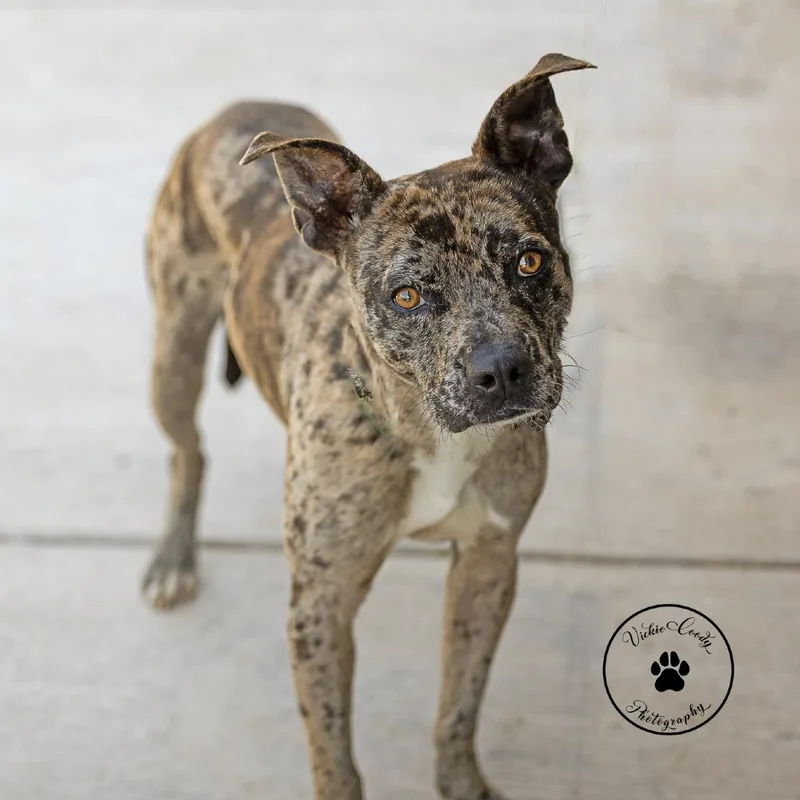 Blue Jay thumbnail 4