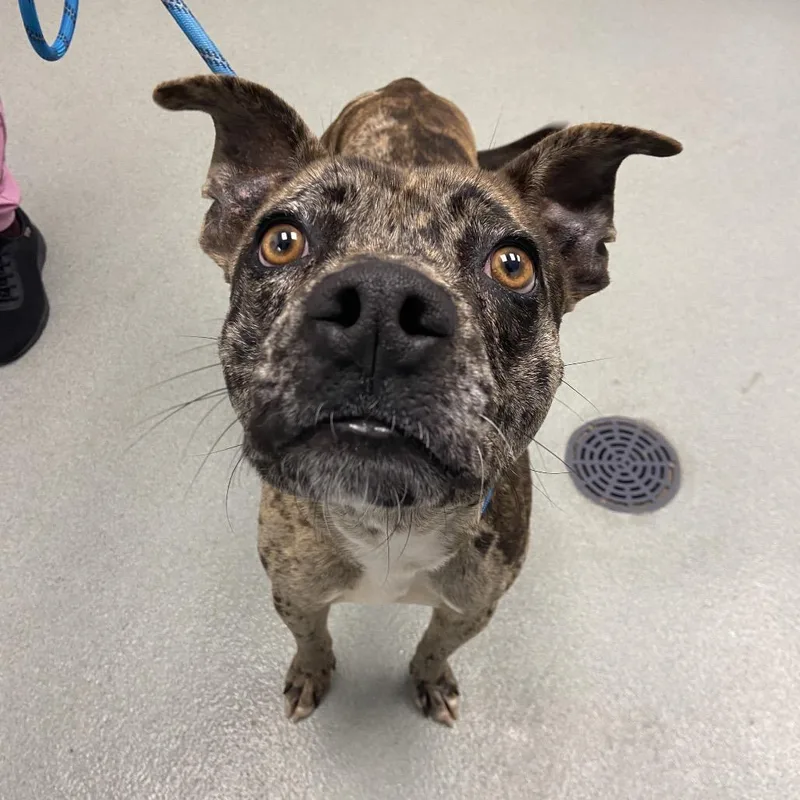 Blue Jay thumbnail 5