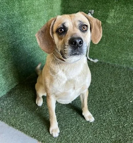 An adult medium-sized female Beagle dog named Dixie  Bonded Pair for adoption in Canoga Park, CA
