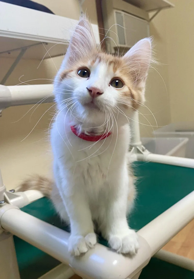 A young medium-sized male Orange & White Domestic Long Hair cat named Flame for adoption in Fargo, ND