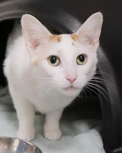 A young medium-sized female Domestic Short Hair cat named Moonshine for adoption in Fishers, IN