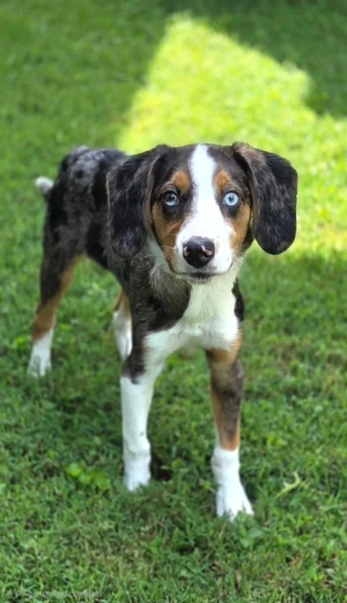 Scout
