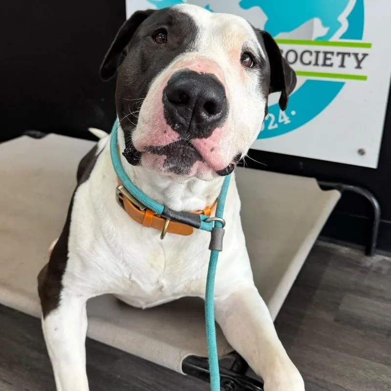An adult large-sized male Black Bull Terrier dog named Macho Man for adoption in Louisville, KY