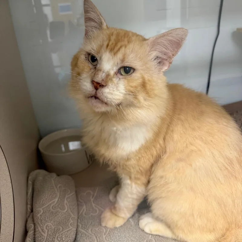 An adult large-sized male Orange / Red Domestic Medium Hair cat named Boyfriend for adoption in Dickinson, TX