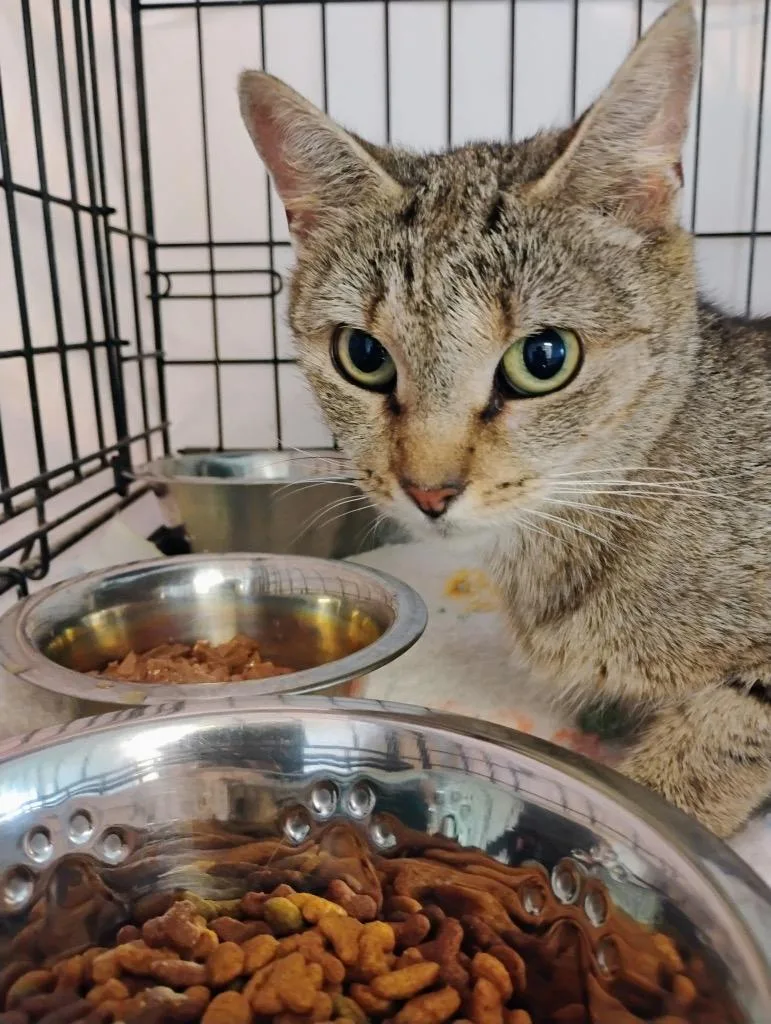 A young medium-sized female Domestic Short Hair cat named Darcy for adoption in Hartford City, IN