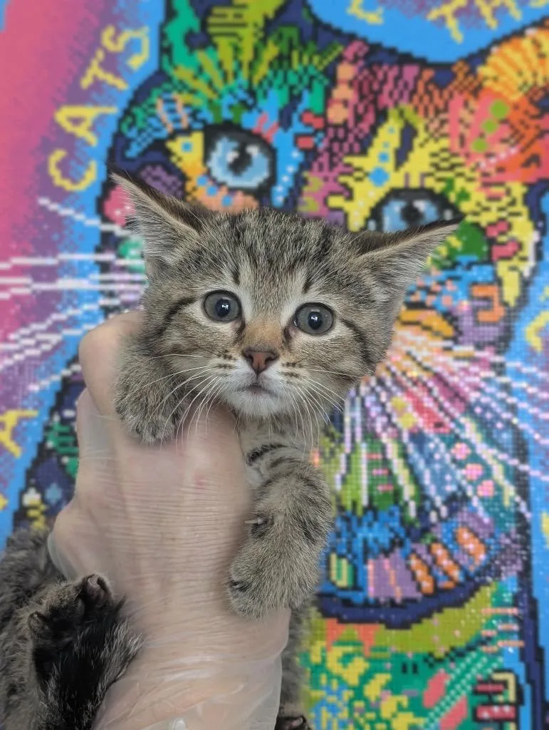 A baby small-sized female Domestic Short Hair cat named Nova for adoption in New Braunfels, TX