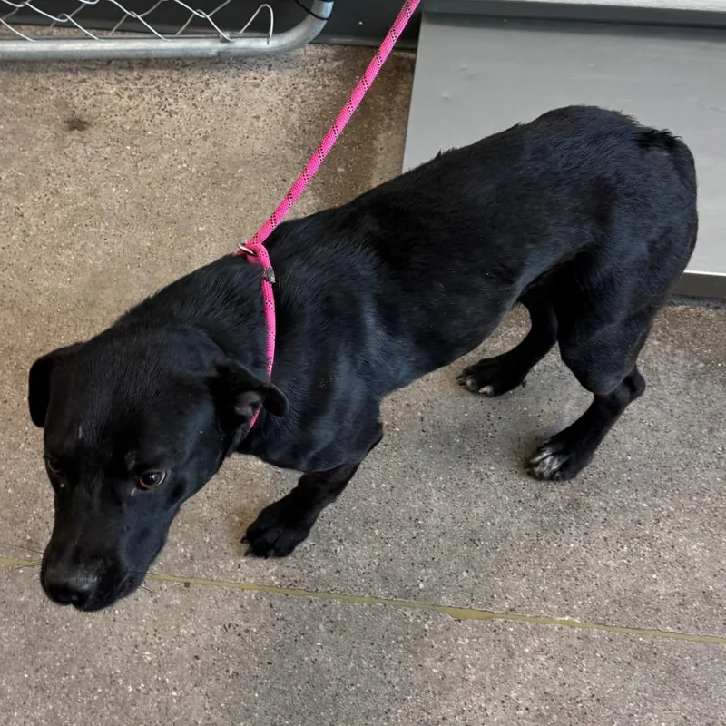 An adult medium-sized female Black Mixed Breed dog named 107247 for adoption in Las Cruces, NM