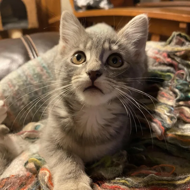 A baby small-sized female Gray / Blue / Silver Domestic Short Hair cat named Flip Flop for adoption in Long Beach, CA