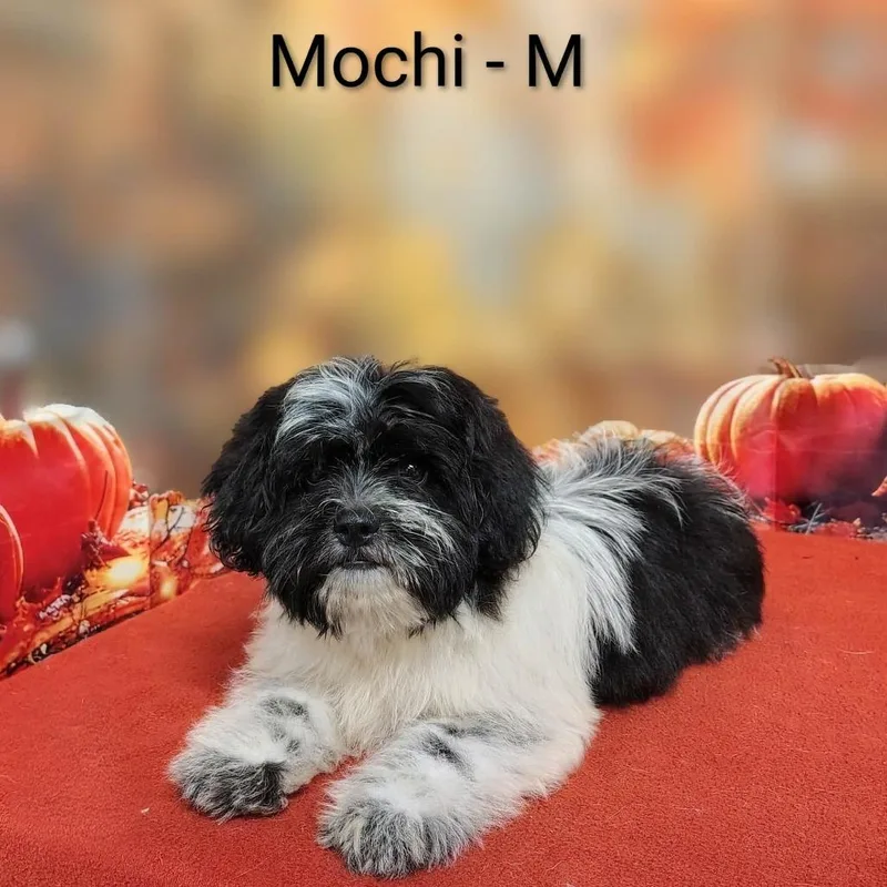 Mochi