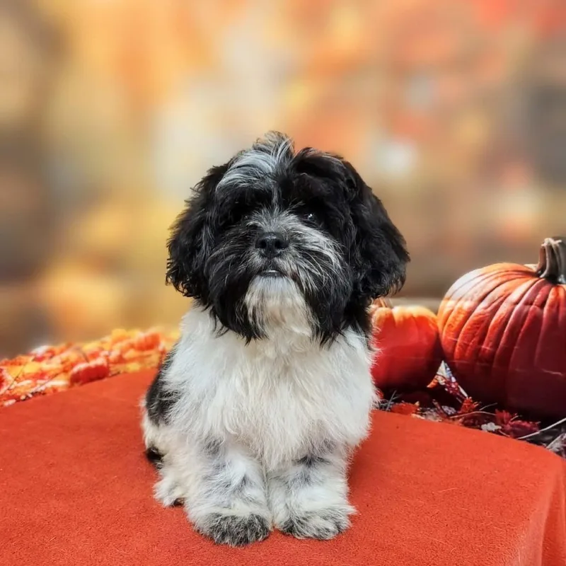 Mochi thumbnail 2