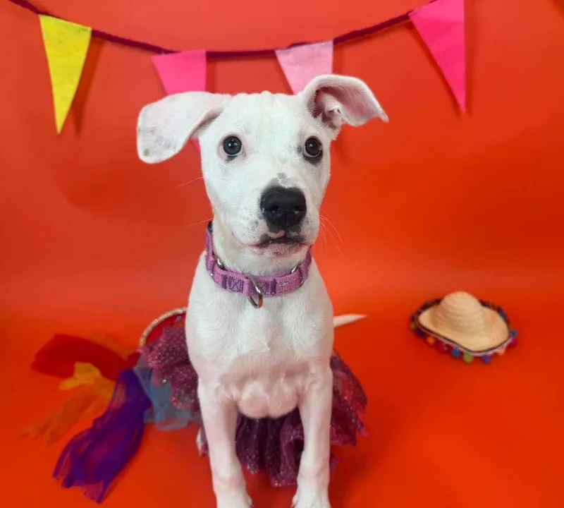 A baby medium-sized female American Bully dog named Duchess for adoption in Phoenix, AZ