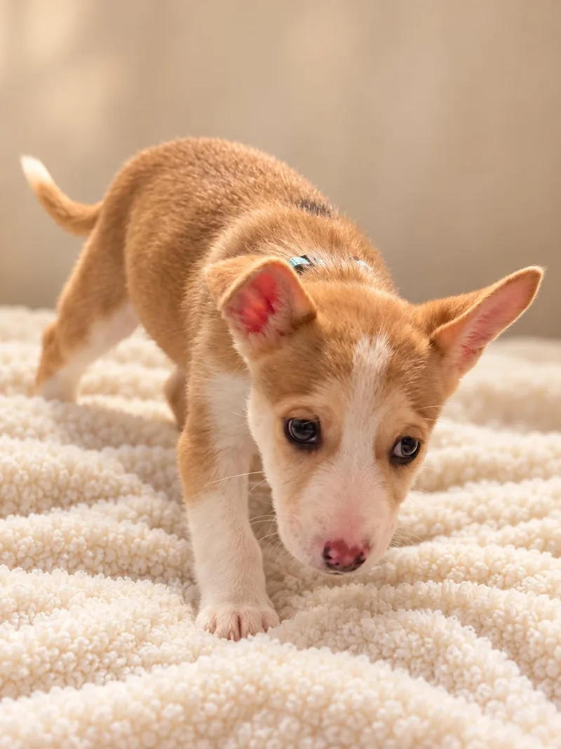 A baby medium-sized male Husky dog named Neptune for adoption in Houston, TX