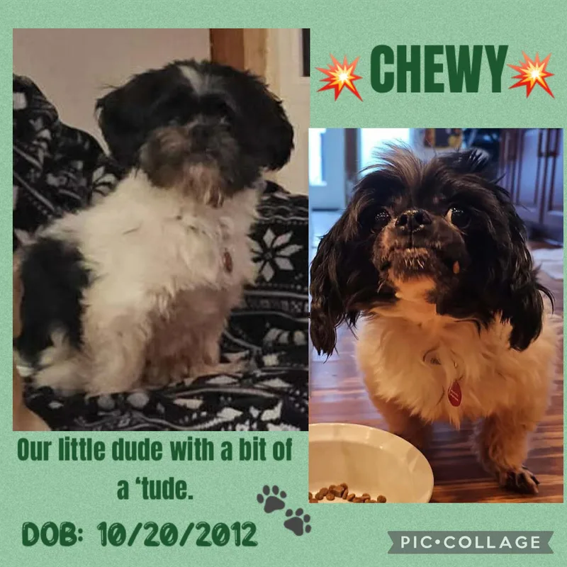 A senior small-sized male Black Lhasa Apso dog named Chewy for adoption in Anchorage, AK