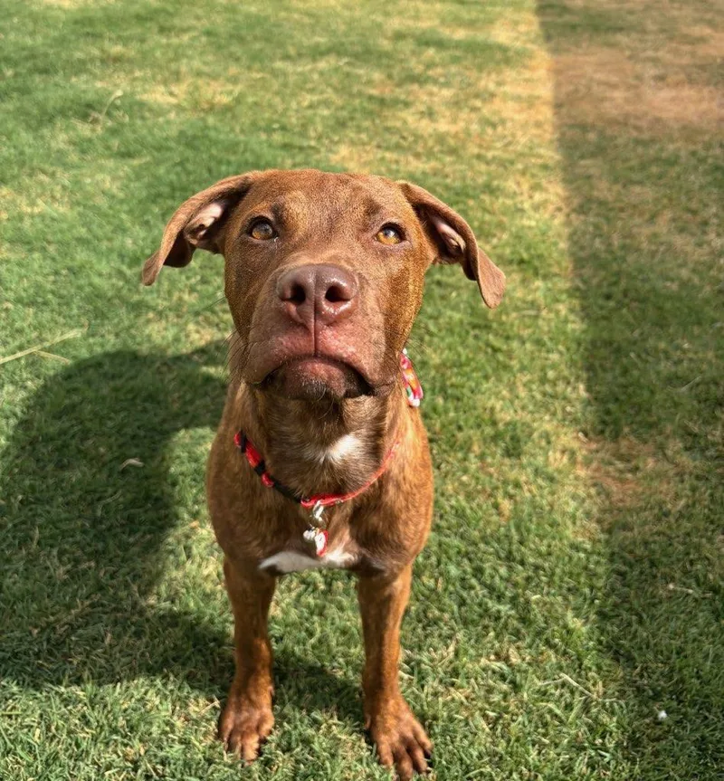 A young medium-sized male Brindle Pit Bull Terrier dog named Camp for adoption in Watertown, CT