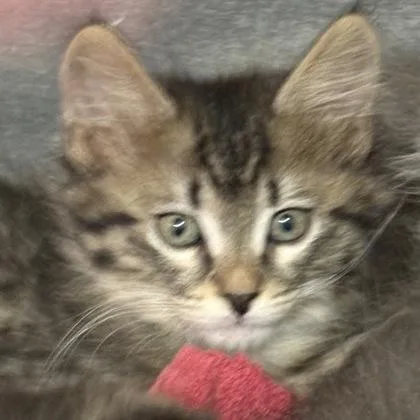 A baby medium-sized female Domestic Short Hair cat named Meg for adoption in Sacramento, CA
