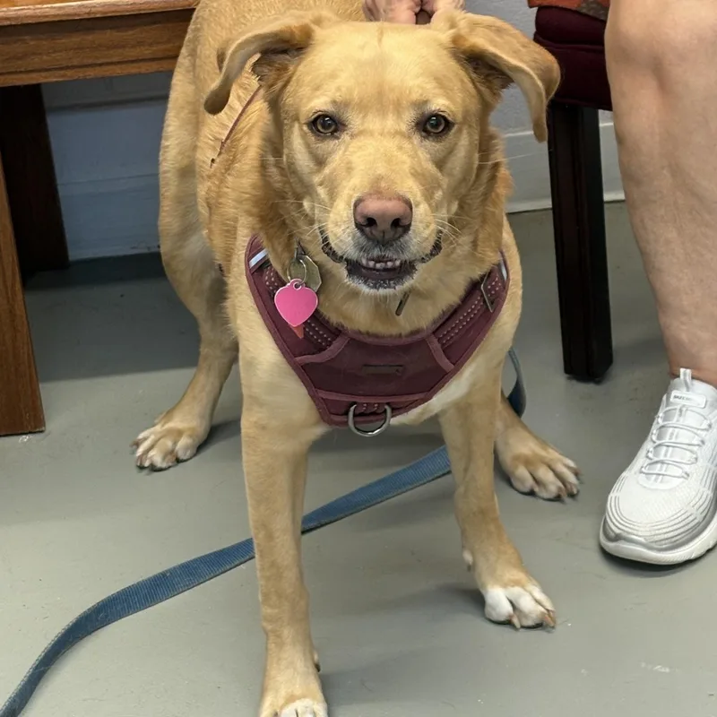 An adult medium-sized female Yellow Labrador Retriever dog named Macy for adoption in Fincastle, VA