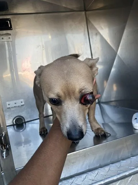 A young small-sized male Mixed Breed dog named Ming for adoption in Dallas, TX