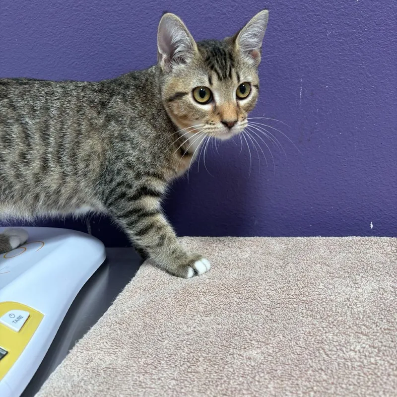 A baby small-sized male Brown / Chocolate Domestic Short Hair cat named Levi for adoption in Englewood, FL