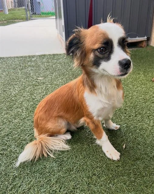 A young small-sized male Collie dog named Dakota for adoption in Winter Haven, FL