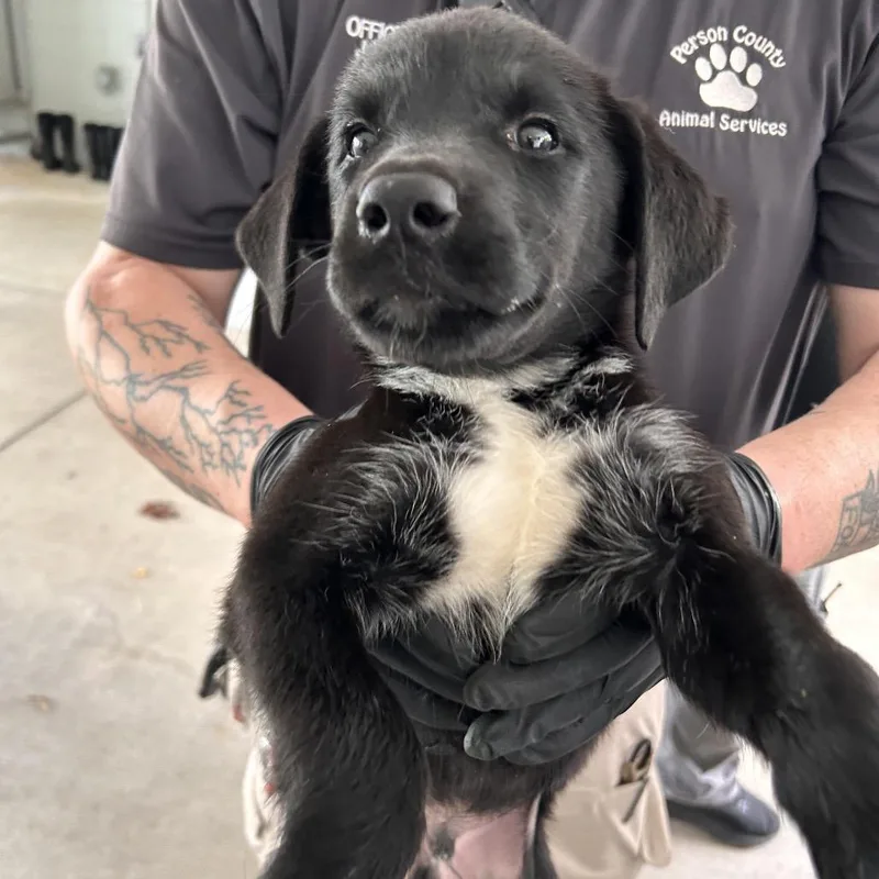 A baby small-sized male Black Husky dog named Chip for adoption in Roxboro, NC