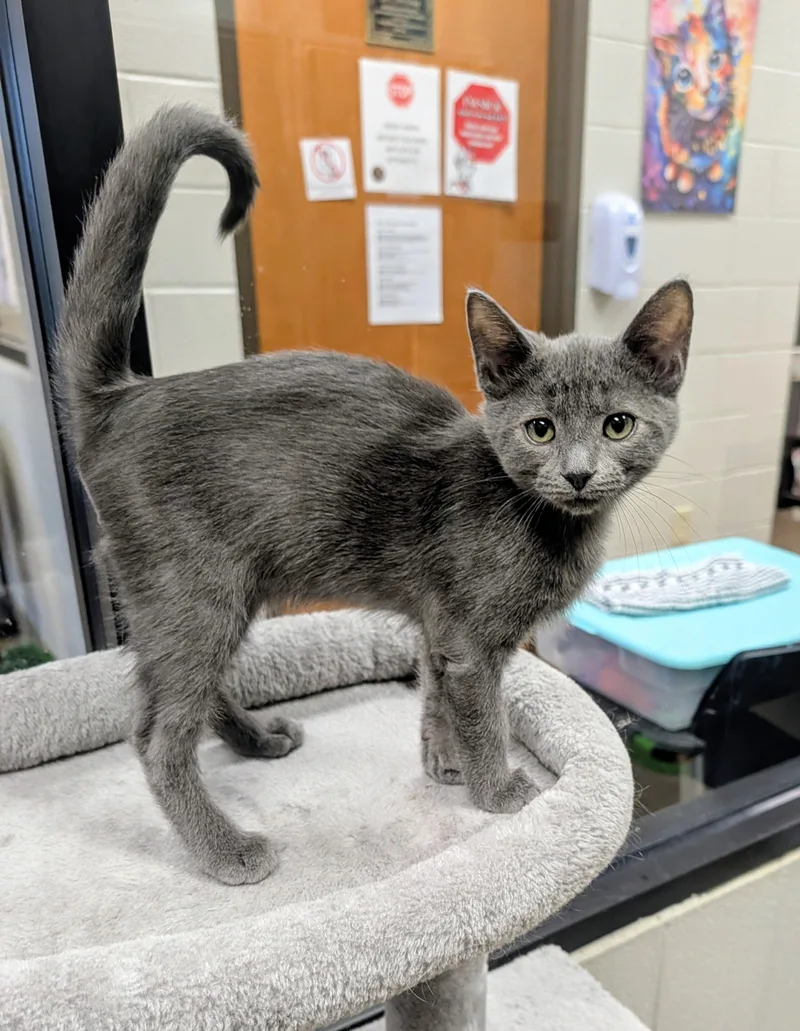A young medium-sized male Domestic Short Hair cat named Blue Ribbon for adoption in Mount Juliet, TN