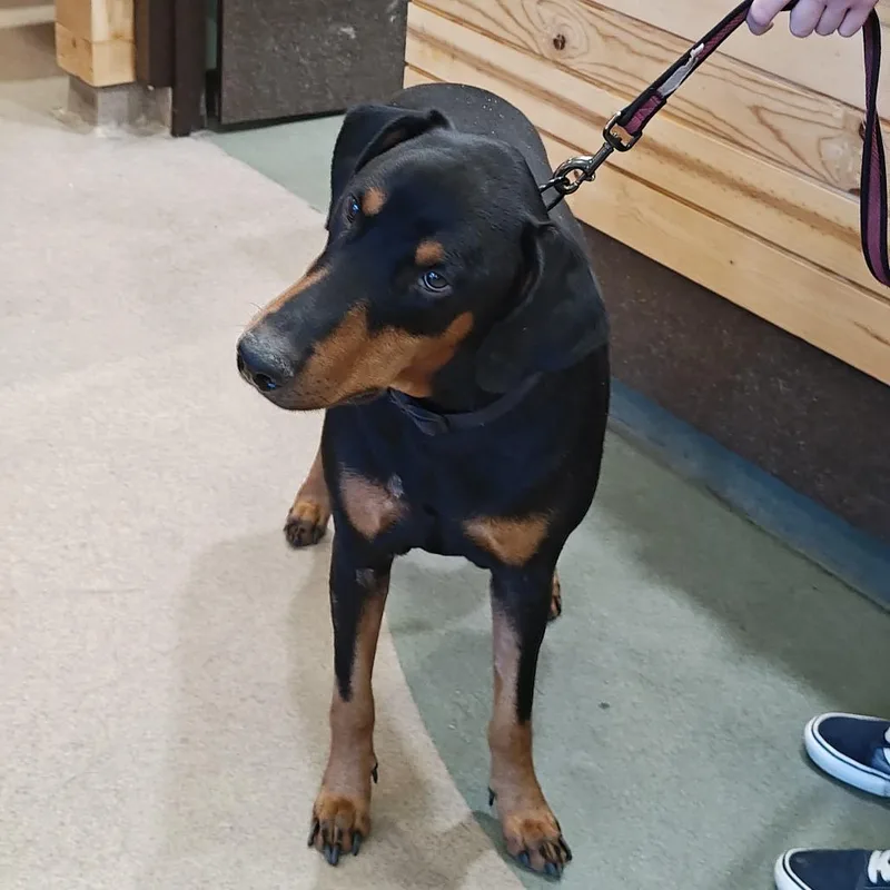 An adult large-sized male Black Doberman Pinscher dog named IEPAStray for adoption in Upland, CA