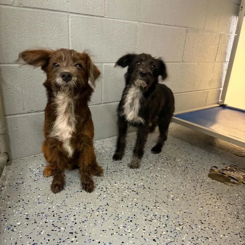 A baby medium-sized male Poodle dog named Jeffrey for adoption in Pasadena , MD