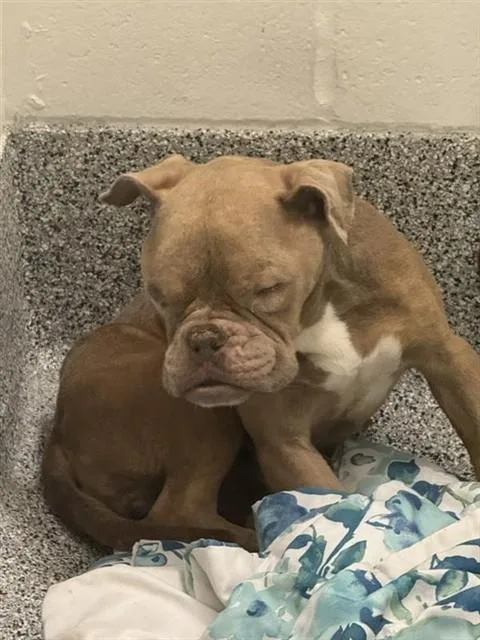 An adult medium-sized female American Bulldog dog named A for adoption in Houston, TX