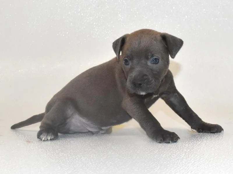 A baby large-sized male Terrier dog named Silvermist for adoption in Springfield, OH