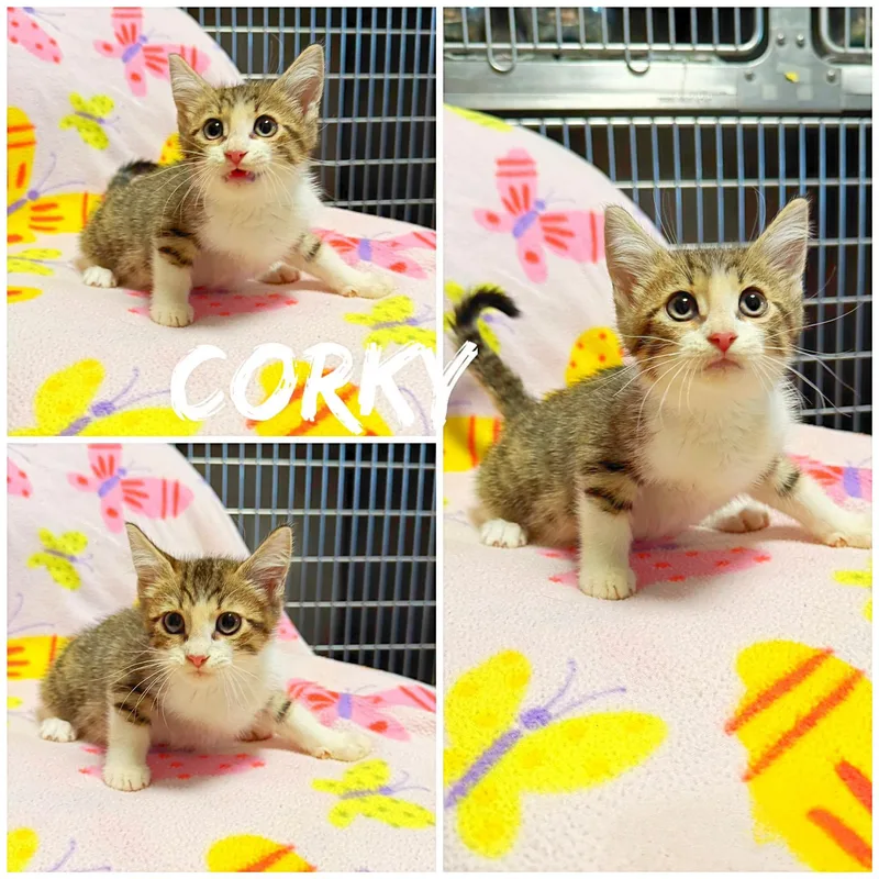 A baby medium-sized female White Domestic Short Hair cat named Corky for adoption in Saint James, MO