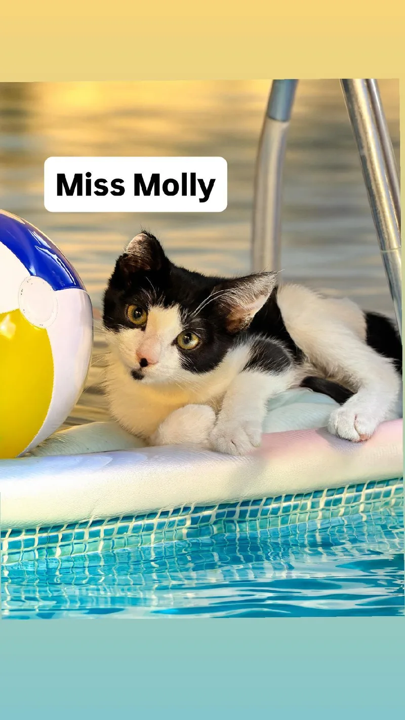 Miss Molly at Martinez