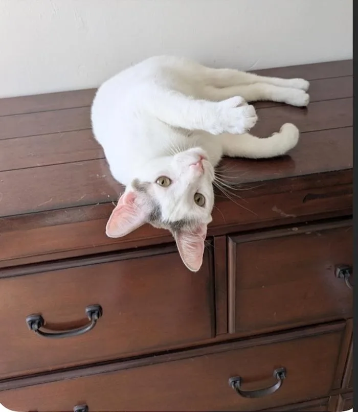 A young medium-sized male Gray & White Domestic Short Hair cat named Tattoo for adoption in Riverside, CA