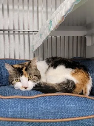 A baby medium-sized female Domestic Short Hair cat named Calico for adoption in Elmira, NY