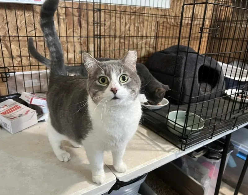 Santorini thumbnail 3