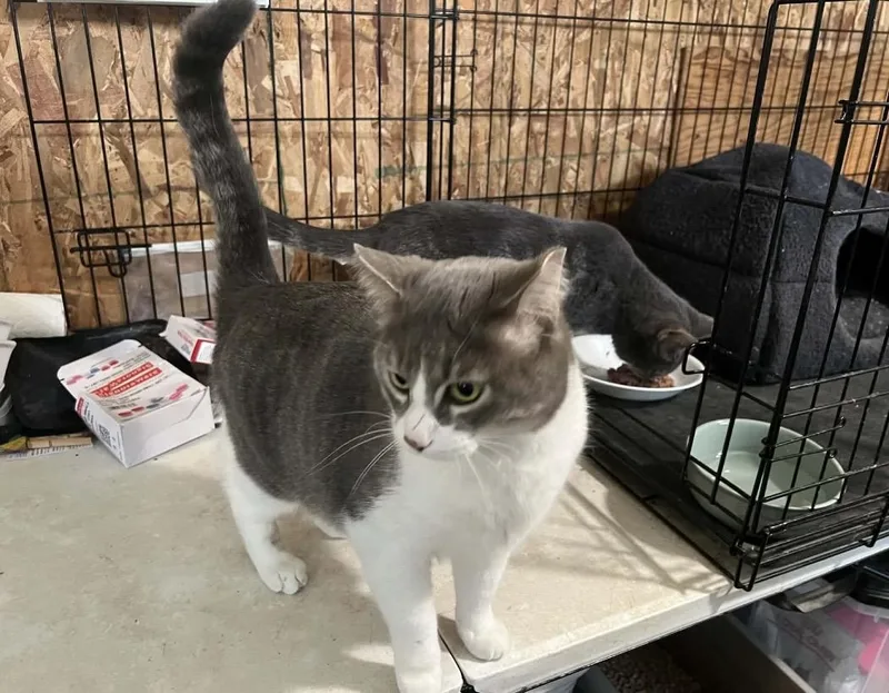 Santorini thumbnail 6