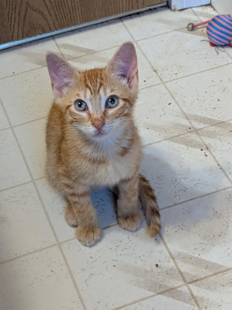 A baby medium-sized male Domestic Short Hair cat named Slinky for adoption in Ontario, NY