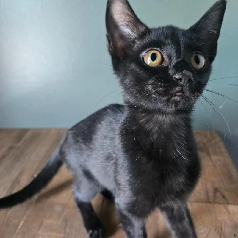 A baby small-sized female Black Domestic Short Hair cat named Rosemary for adoption in Centerville, TN