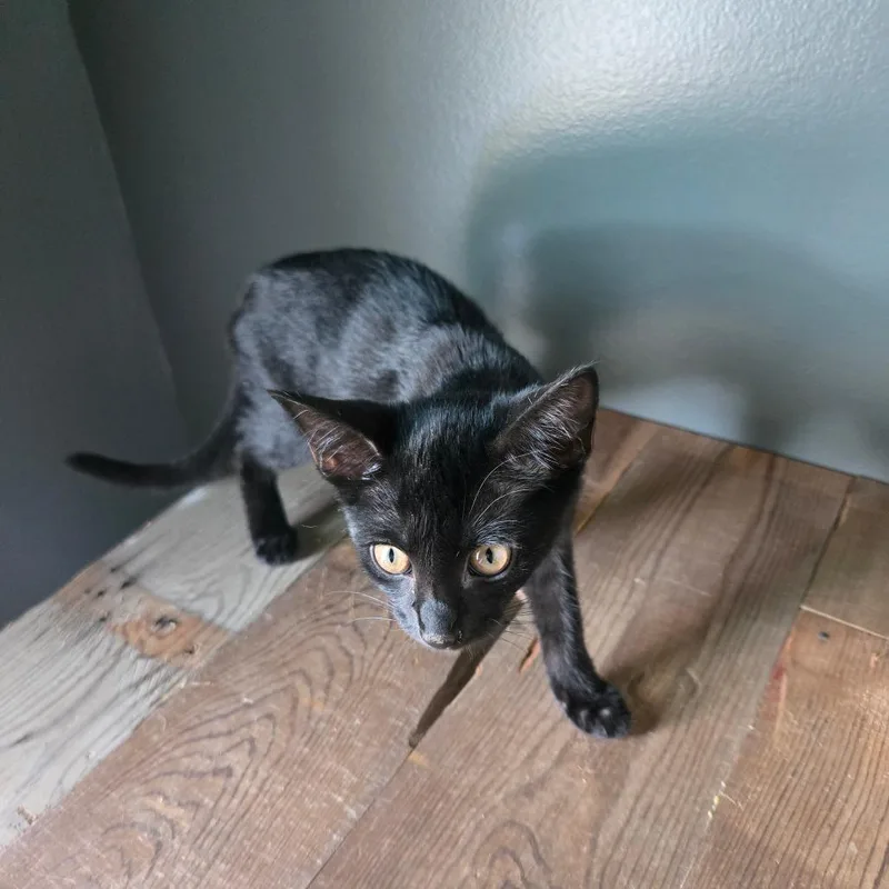 Rosemary thumbnail 2