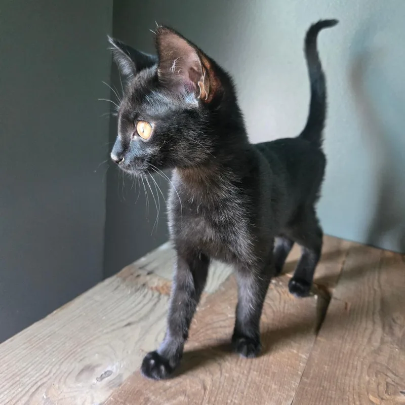 Rosemary thumbnail 3