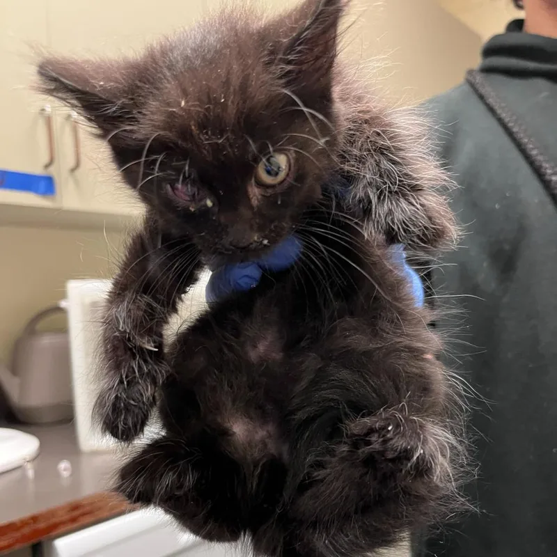 A baby small-sized female Black Domestic Medium Hair cat named Temperance for adoption in Columbus, GA