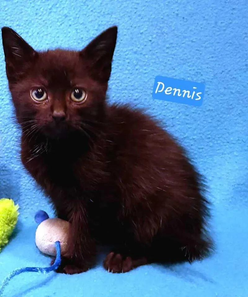 Sunshines Littles  Dennis thumbnail 2